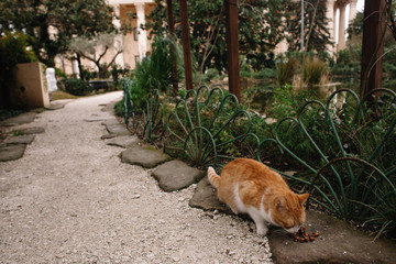 Homeless red-white cat eats food that visitors of the public garden have brought for him. Support for homeless animals.