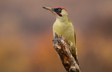 Green woodpecker sitting on branch with nice autumn background
