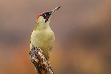Green woodpecker sitting on branch with nice autumn background