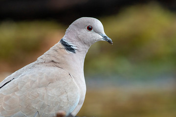 Collared Dove sitting on branch in backyard