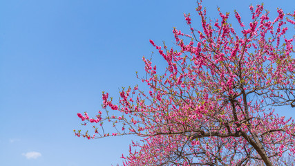 桃と青空