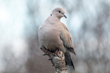 Collared Dove sitting on branch in backyard