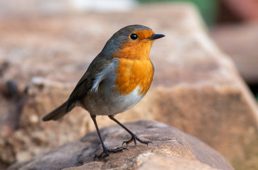 Robin bird close up portrait