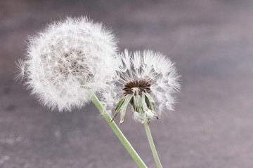 close up of Dandelion with abstract color and shallow focus