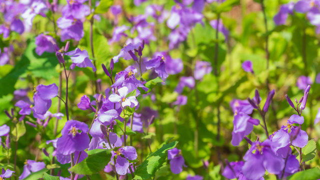 オオアラセイトウ Images Browse 219 Stock Photos Vectors And Video Adobe Stock オオアラセイトウ Images Browse 219 Stock Photos Vectors And Video Adobe Stock