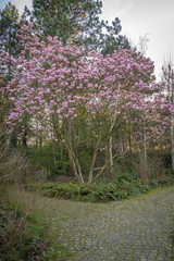 Gennevilliers, France - 03 15 2020: Nature in bloom as spring approaches