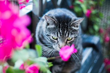 Naklejka na ściany i meble black tabby cat surrounded by flowers lurking to attack