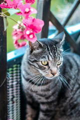 black tabby cat surrounded by flowers lurking to attack