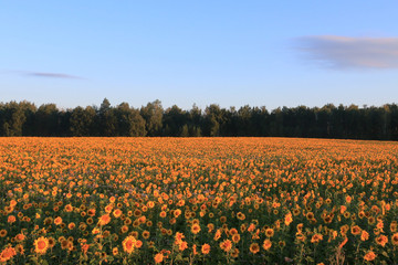 sunflowers on the field.небо.лес