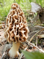 Morel mushroom hunting season has begun
