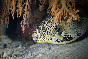 Close up a masked puffer (Arothron diadematus) of the family Tetraodontidae.