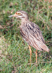 Great thick-knee walking on grass (Esacus recurvirostris) in Wilpattu National Park.