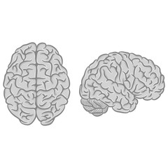 Gray brain silhouettes set