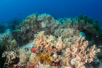 Naklejka na ściany i meble Underwater photo, accumulation of soft and hard corals.