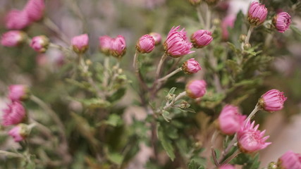 deliciously beautiful composition of fresh flowers, love