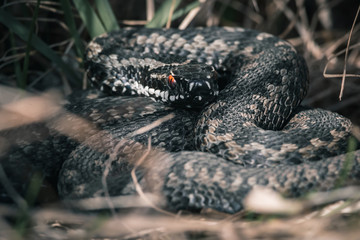 Red Eyed Adder Snake Curled Up in Grass