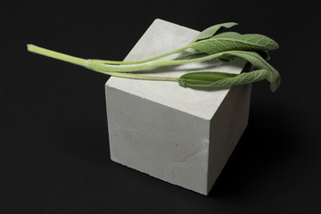 Sage on a pedestal on a black background. minimalistic, modern, with copy space