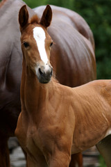 Obraz premium Fohlen