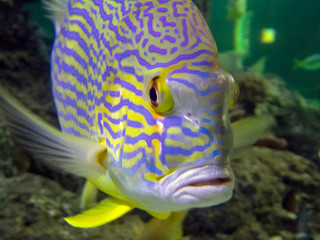 A Sailfin Snapper (Symphorichthys spilurus)