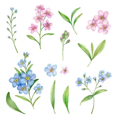 Schilderijen op glas Geschilderde Bloemen Watercolor Hand Drawn Botanical Illustration with Blue and Pink Forget-Me-Nots Flowers. Hand Drawn Elements For Greeting and Invitation Cards Isolated on a White Background.    © Svetlana