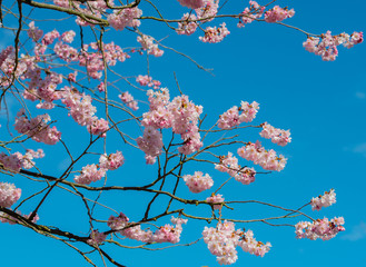 Kirschbaumblüte zum Frühlingsanfang vor blauem Himmel