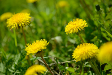 Yellow dandelion flowers (Taraxacum officinale). Dandelions field background on spring sunny day. Blooming dandelion. Medicinal wild herb.
