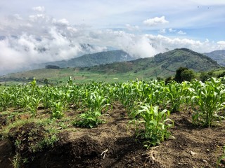 The vast corn fields in the hills of Guatemala, outside of Antigua.  These fields are at the base...