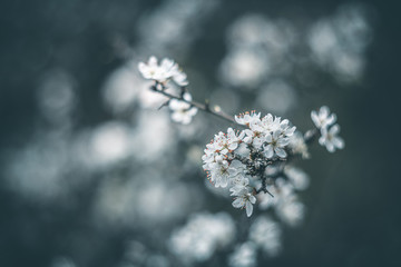 hawthorn flowers vintage rendering with helios lens