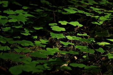 Looking for a Four Leaf Clover
