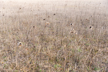 Obraz na płótnie Canvas Dried sunflowers on a field, blurred background