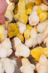 Baby yellow chickens on market, Morocco 