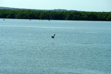 Obraz premium Envol d'un pélican