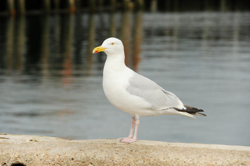 Möwe im Hafen