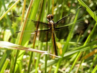 Dragon fly hiding in the tall grass