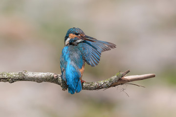 Common Kingfisher female clean his wing (Alcedo atthis)