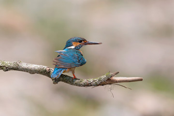 Common kingfisher after diving (Alcedo atthis)