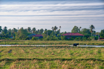 Fototapeta na wymiar Langkawi Island countryside landscapes. Paddy rice Field. Andaman Sea, Malaysia