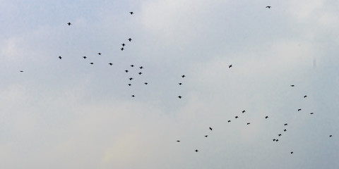 Obraz premium Flock of tropical migratory birds flying in the sky in a messy formation. Animal migration. Abstract natural pattern background. Silhouette. Photography in evening time sunset sunlight.