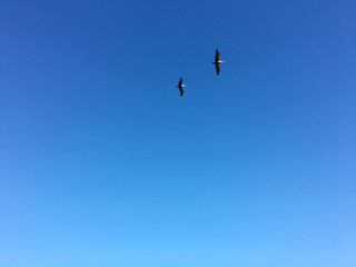 Pelikane am mexikanischen Himmel