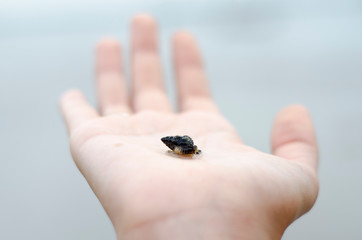 caracol caramujo