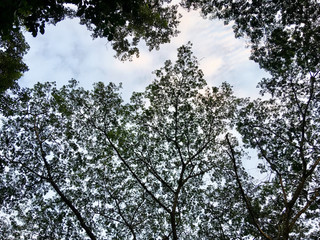 Blätterdach im Dschungel von Palenque, der Himmel über Yucatan