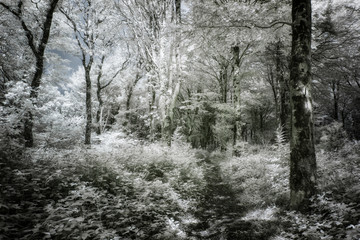 infrared woodland in Cornwall england uk 