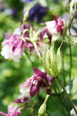 Samenstand Akelei im Garten