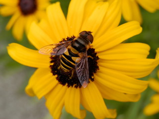 Busy bee visiting black eyed susan