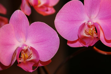 Orchideen pink vor dunklem Hintergrund 2