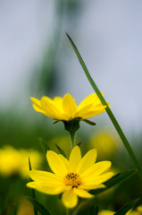 uma flor para uma flor