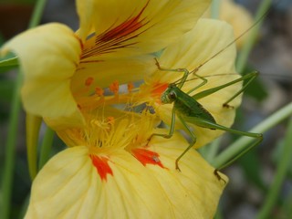 Tiny grasshopper looking for a meal