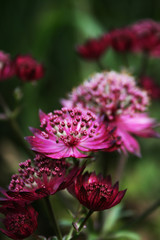 Astrantia Minor Schweden Präriestauden