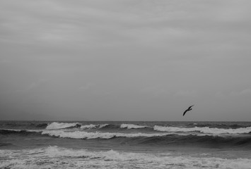 p&aacute;ssaro pra c&aacute;