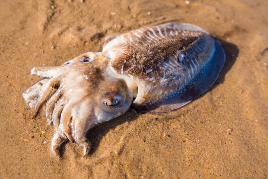 calamare on the beach